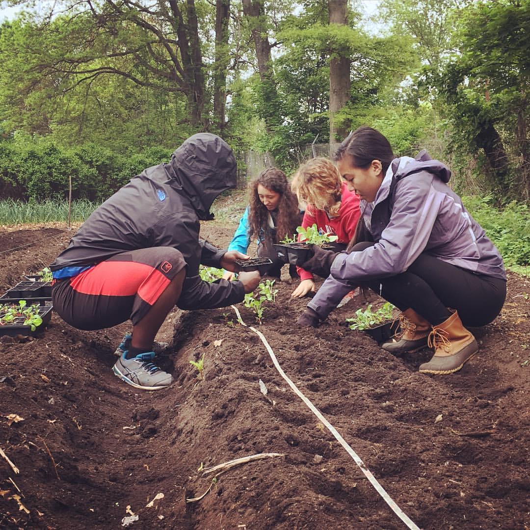 students knelt down planting a row of plants in the dirt